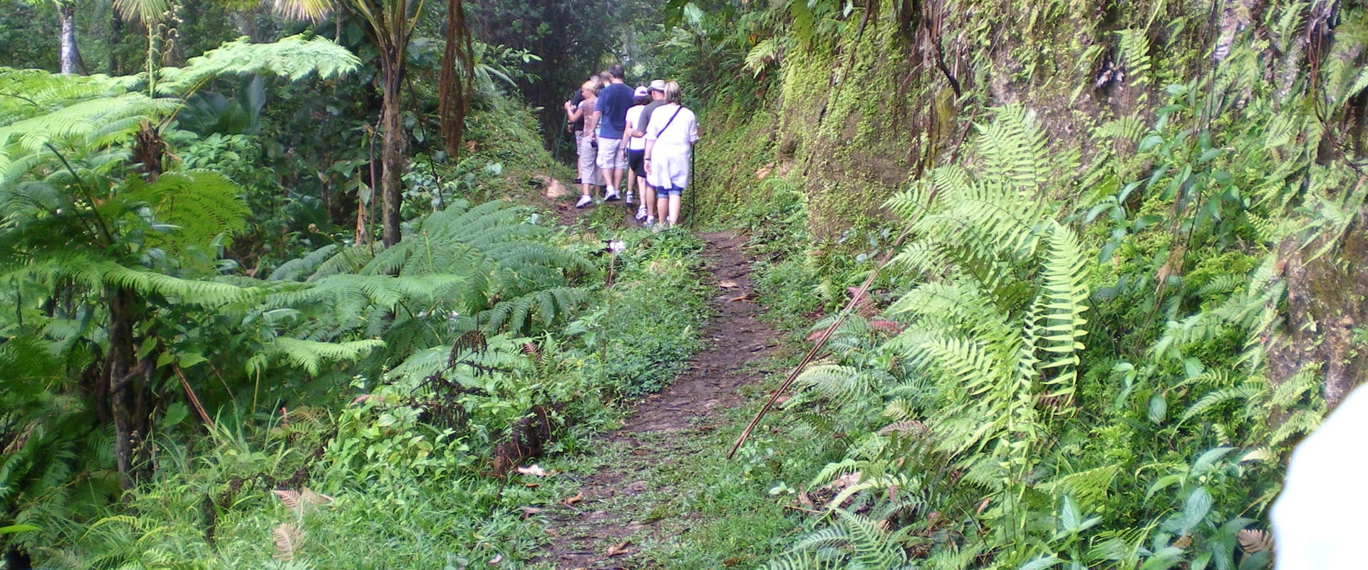 Rainforest Nature Trail