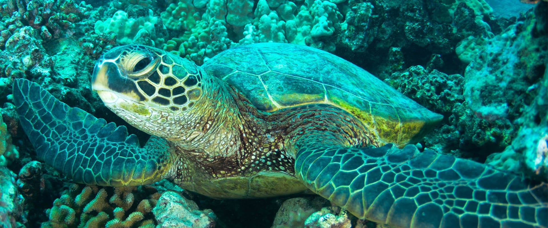 Shitten’s Bay Snorkel Adventure